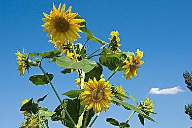 《最终幻想7：重生》将不支持使用重制版旧存档