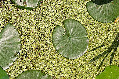 街上最靓的鸟！《滑板小鸟》现已登陆PS4和PS5主机